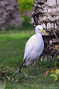 Oiseaux